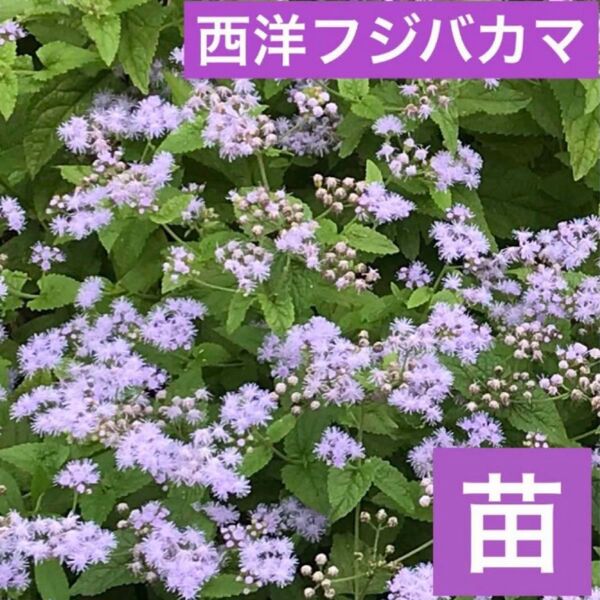 1 西洋フジバカマ(ユーパトリウム)15苗