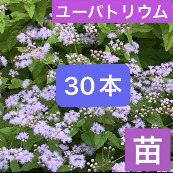 2 ユーパトリウム苗 30本