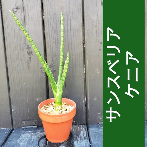 サンスベリア ケニア子株 抜き苗 匿名配送
