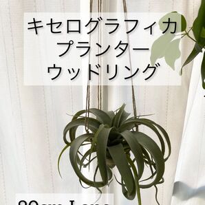 キセログラフィカ用プランター★ウッドリング