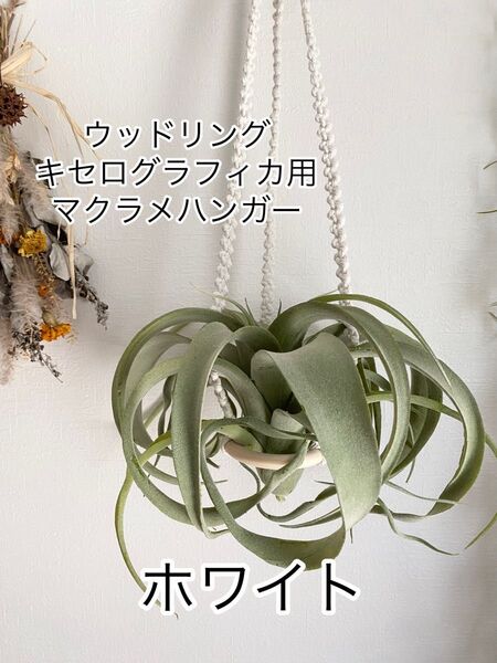 キセログラフィカ用★ウッドリングマクラメハンガー