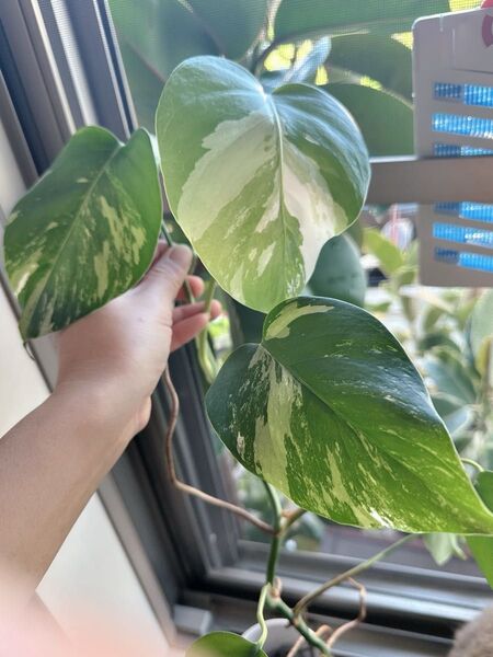 斑入りモンステラ 人気観葉植物(写真をアップ致しました)