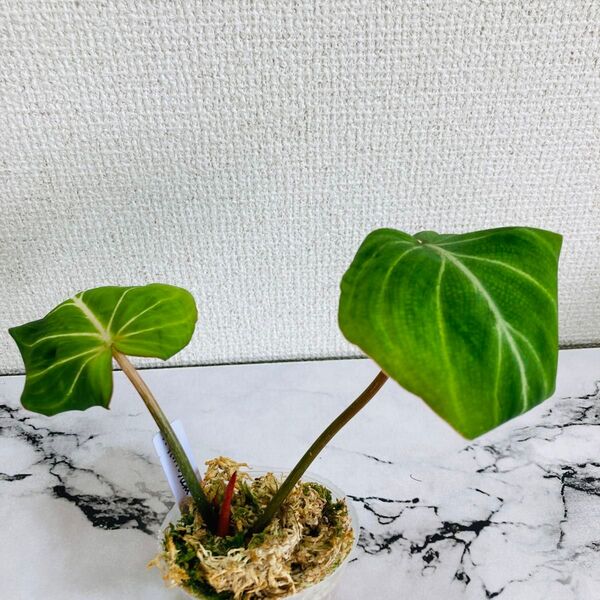 フィロデンドロン グロリオーサム 抜き苗 ネコポス発送 発根済み