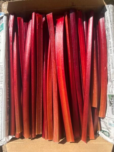 長野県産赤いルバーブ1kg!