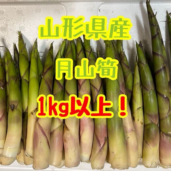 【予約販売】山形県産 天然 月山筍 約1kg以上!新鮮直送!(6/18採取予定)