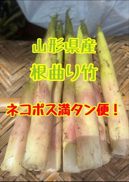 【山形県産】天然根曲り竹800g|鳥海山の姫竹・細竹|ネコポス満タン便!