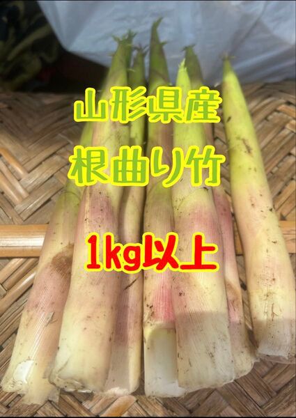 【予約販売】山形県産 天然姫竹(根曲り竹)約1kg|採れたて直送
