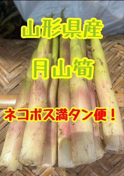 【予約販売】6/15(日)採取予定!山形県産 天然 月山筍 約800g以上!新鮮直送!