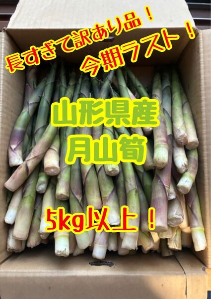 訳あり筍!ながすぎ注意 山形産 月山筍800g 根曲がり竹