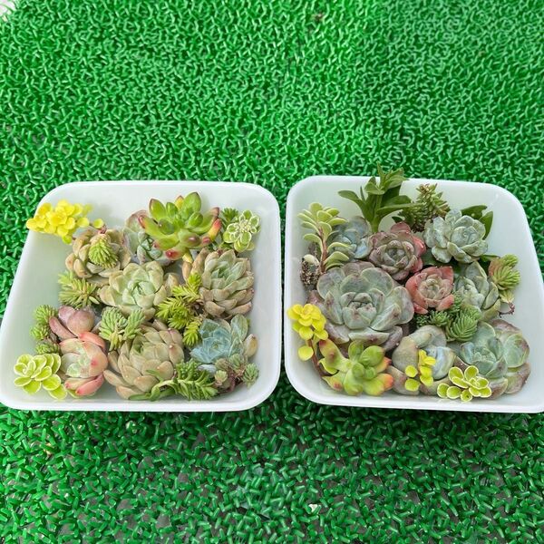 多肉植物 大小カラフルミックス18苗 発根済カット苗
