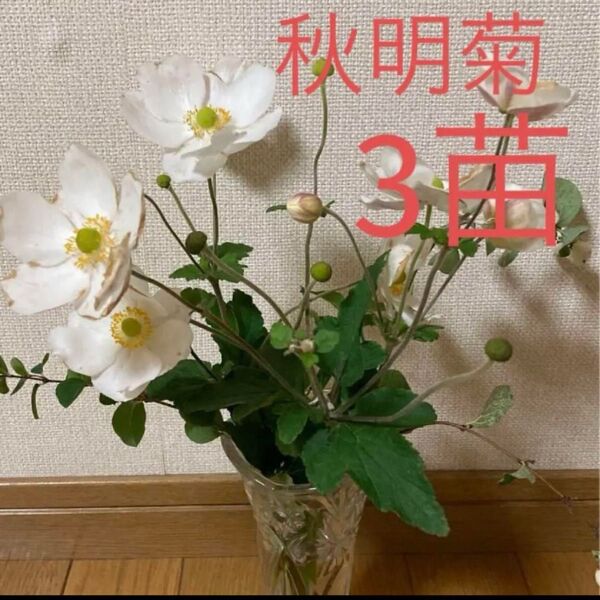 秋明菊3苗 北海道家庭菜園