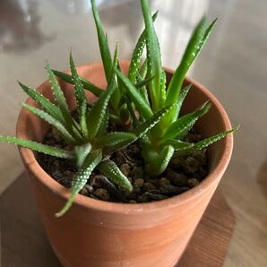 多肉植物 ハオルチア 十二の巻 根付き小苗3株 鉢なし