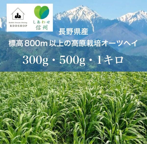 長野県産高原栽培オーツヘイ(生)/生牧草/うさぎ/モルモット/デグー/草食動物