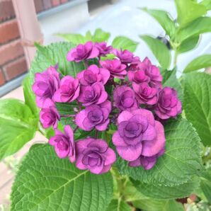 紫陽花(パープル)挿し穂2本
