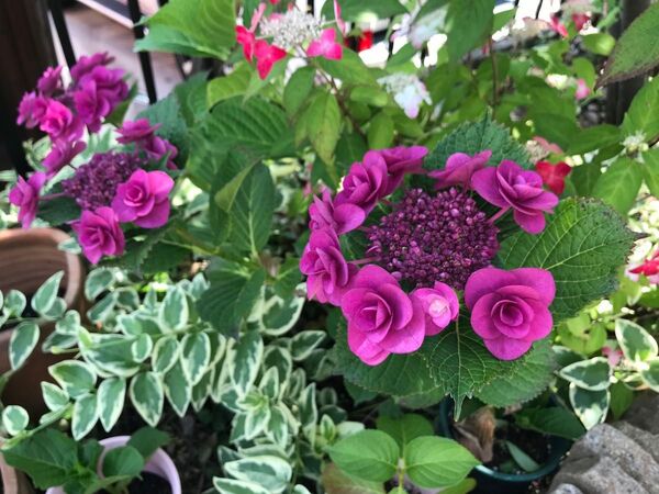 紫陽花2種(コーラルピンク・パープル)挿し穂2本