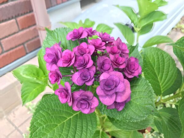 紫陽花(パープル)挿し穂2本