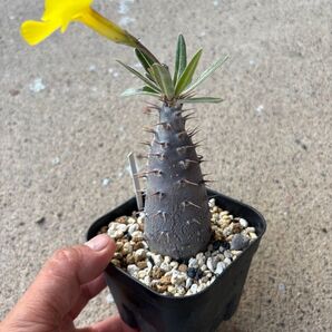 パキポディウム カクチペス 黒肌 実生 ②
