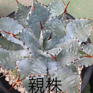 アガベ ドラゴンスケイル ドラゴントゥース×イシスメンシス hyb 鉢植え発送