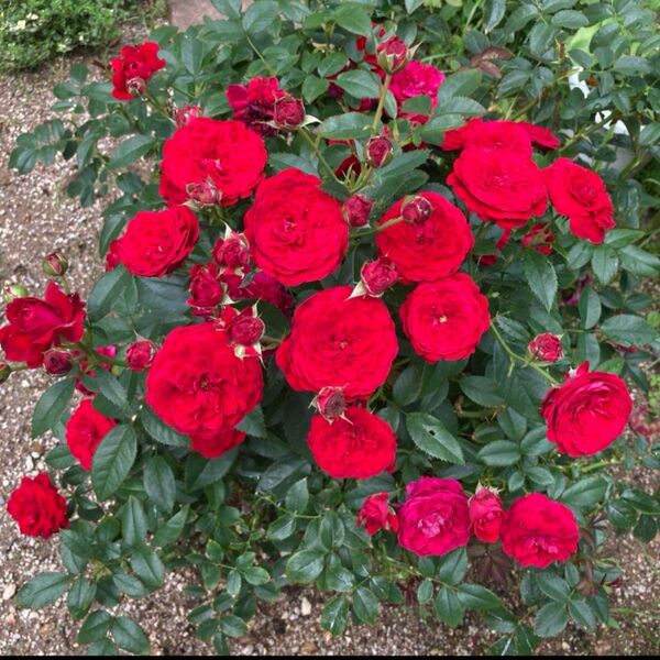 挿し木苗 真っ赤 四季咲き ミニ薔薇
