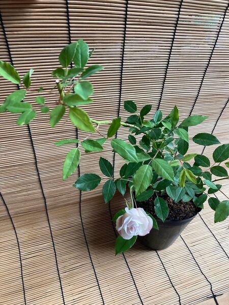 薔薇苗