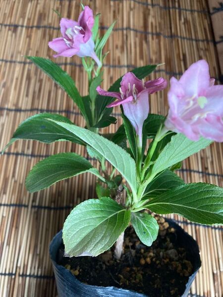 ハコネウツギ 開花中 苗木 苗