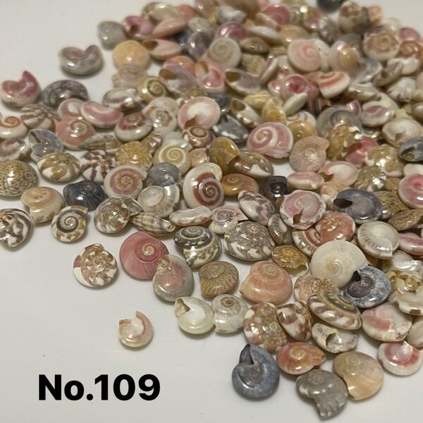 No.109小さな貝殻 巻貝 ハンドメイド作品レンジアクセサリー ハーバリウムなどに