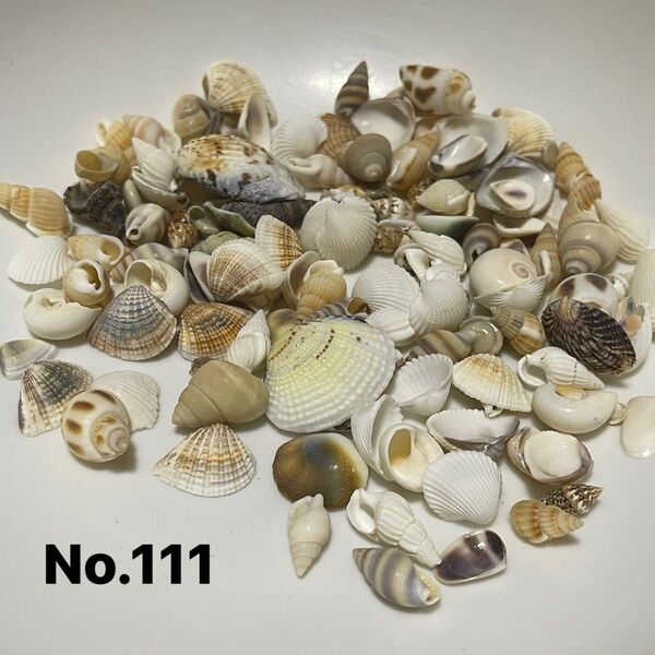 No.111 貝殻 ハンドメイド作品レンジアクセサリーやハーバリウム 工作など