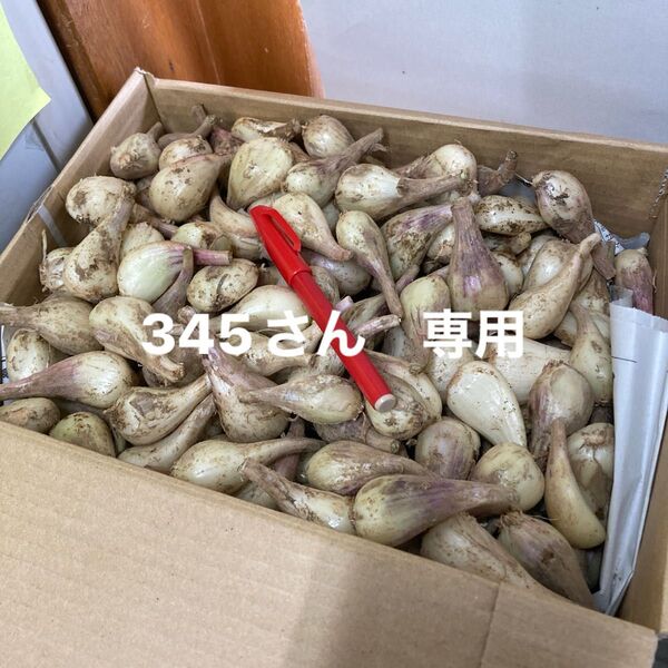 種子島産 らっきょう 10キロ