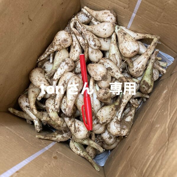 種子島産 らっきょう 3キロ