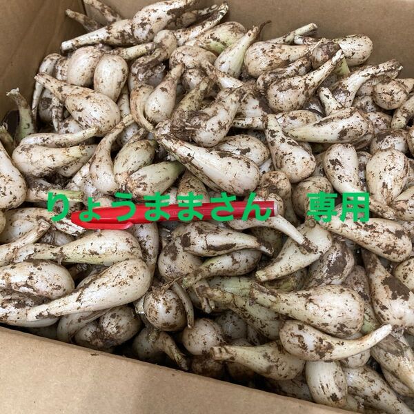 種子島産 らっきょう 10キロ