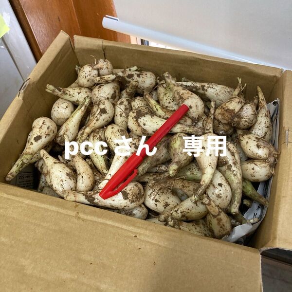 種子島産 らっきょう 5キロ