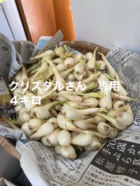 種子島産 らっきょう 4キロ