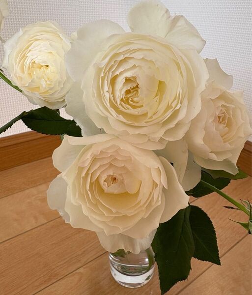 バラ苗 四季咲き