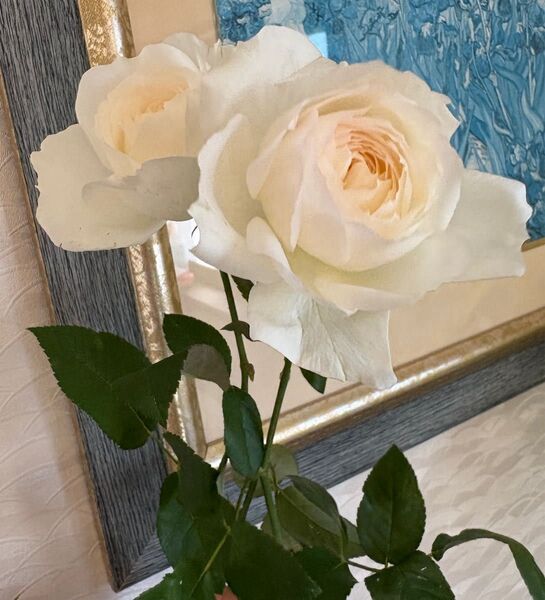 薔薇苗 四季咲き(白)