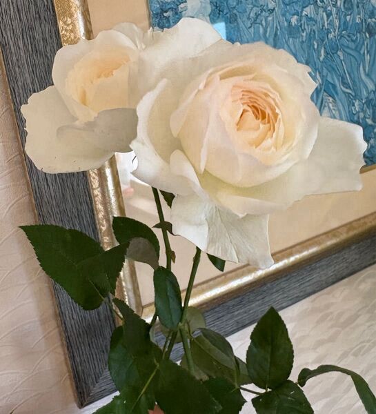 薔薇苗 四季咲き(白)