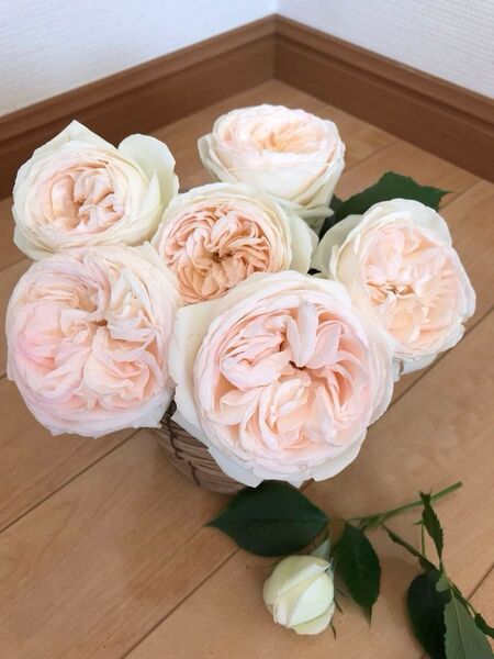 バラ苗 病気に強い品種 四季咲き ER( 薄いピンク)