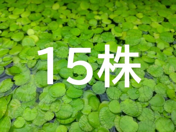 【無農薬】15株 ドワーフフロッグピット