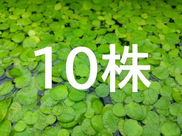 【無農薬】10株 ドワーフフロッグピット