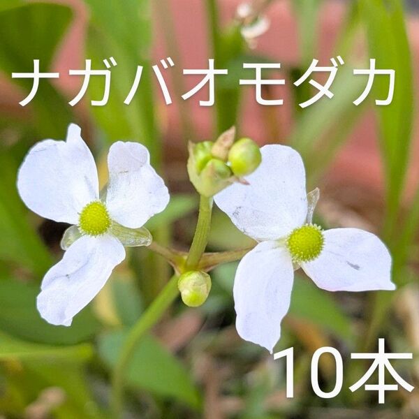 ナガバオモダカ水草10本
