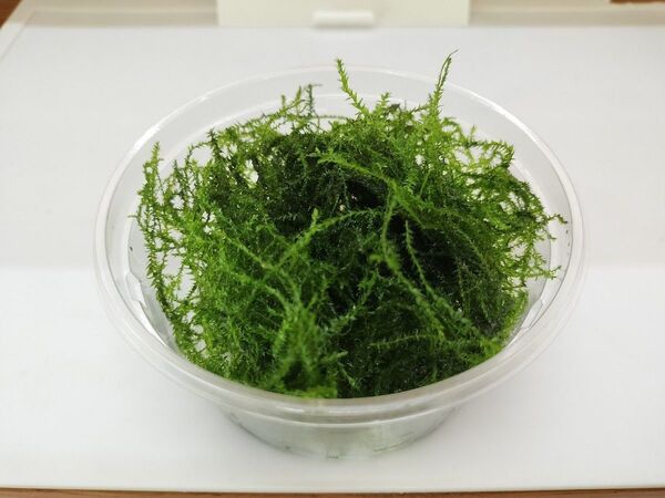 ウイローモス 30g程度 メダカの産卵床に使ってます!