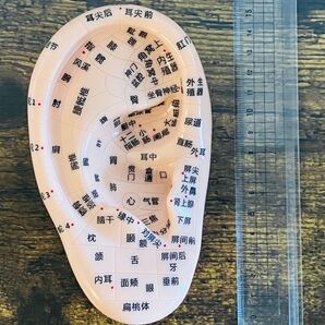 【新品】 耳つぼ模型 耳ツボ 耳鍼モデル 人工耳 塩ビツボ押し 経穴 鍼灸