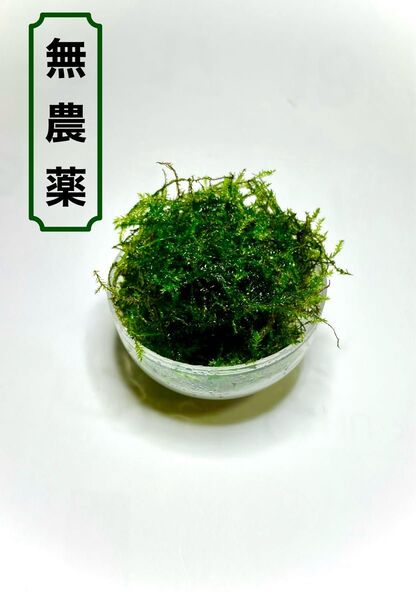 ウィローモス 約 30 g - 無農薬 -
