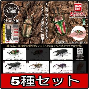 【新品】いきもの大図鑑 くわがた10 5種セット