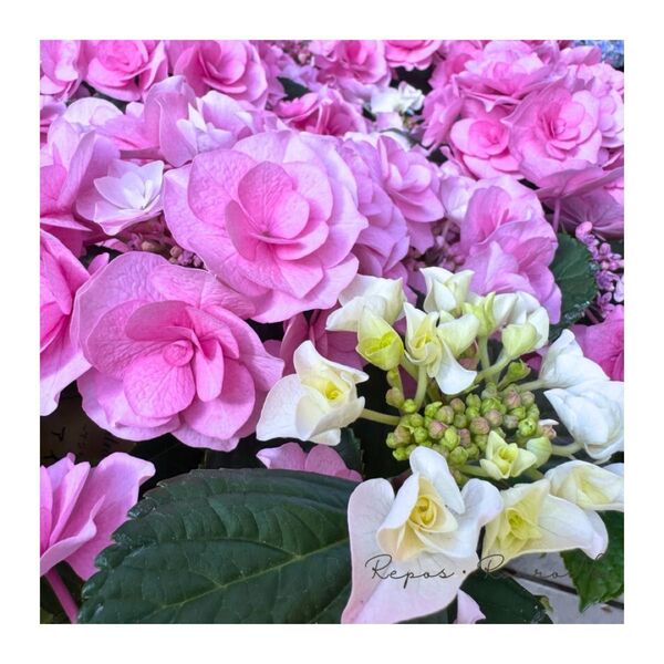 【花芽なし】アジサイ:アイラ ピンク(5号鉢)新品種 希少 八重咲きアジサイ 鉢花 母の日 紫陽花 アジサイ開花株 アジサイ