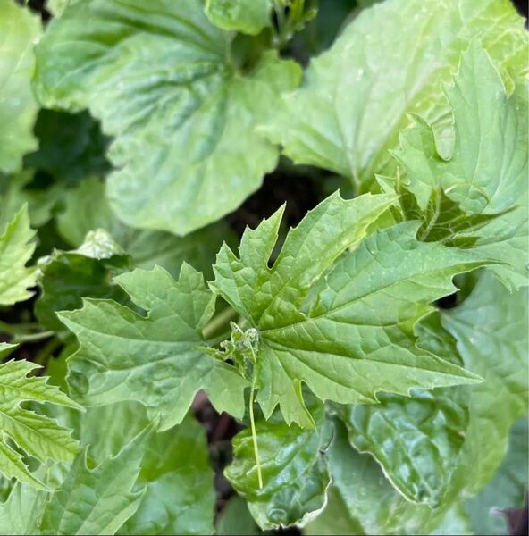 ゴーヤ苗7本 農薬不使用 埼玉県産