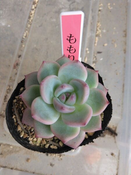 多肉植物。ももりん。