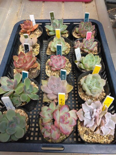 多肉植物バラエティー15種類セット。おらいさん苗、リエール苗などの繁殖苗入り