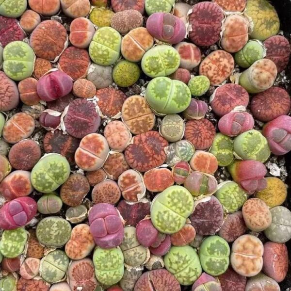 多肉植物 色の組み合わせ リトープス 1年の苗 100苗0.3-1cm