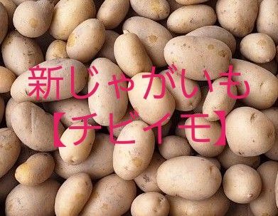 新じゃがいも【メークイン】チビイモ