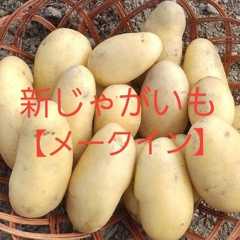 新じゃがいも【メークイン】農薬不使用